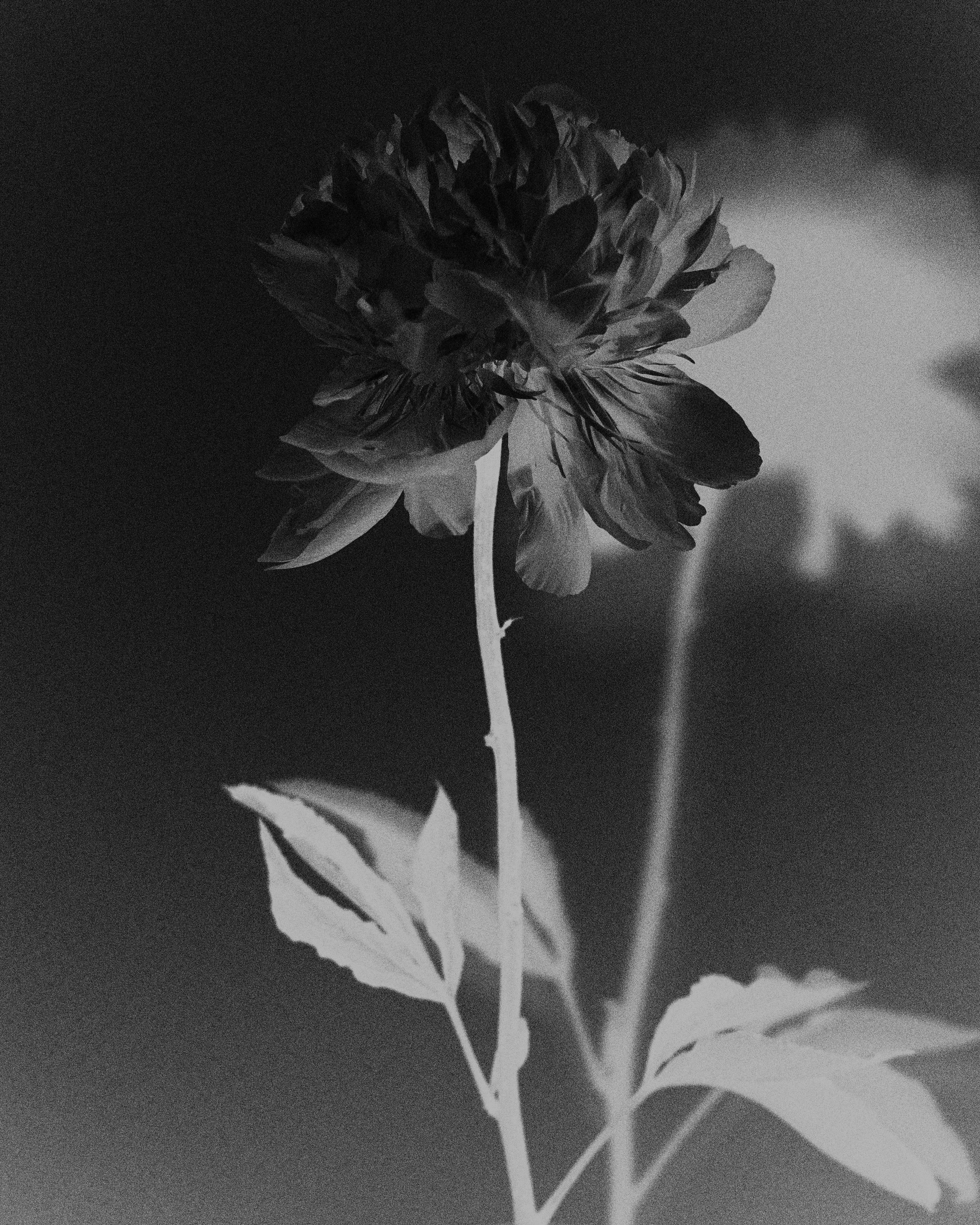 Andrew Burnap Asks the Tough Questions